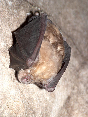 Rhinolophus clivosus Houwhoek Cave[SMoser]